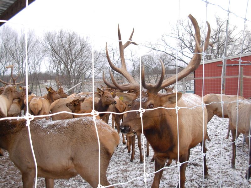My Visit to Provo's Elk Farm Indiana Sportsman Forum